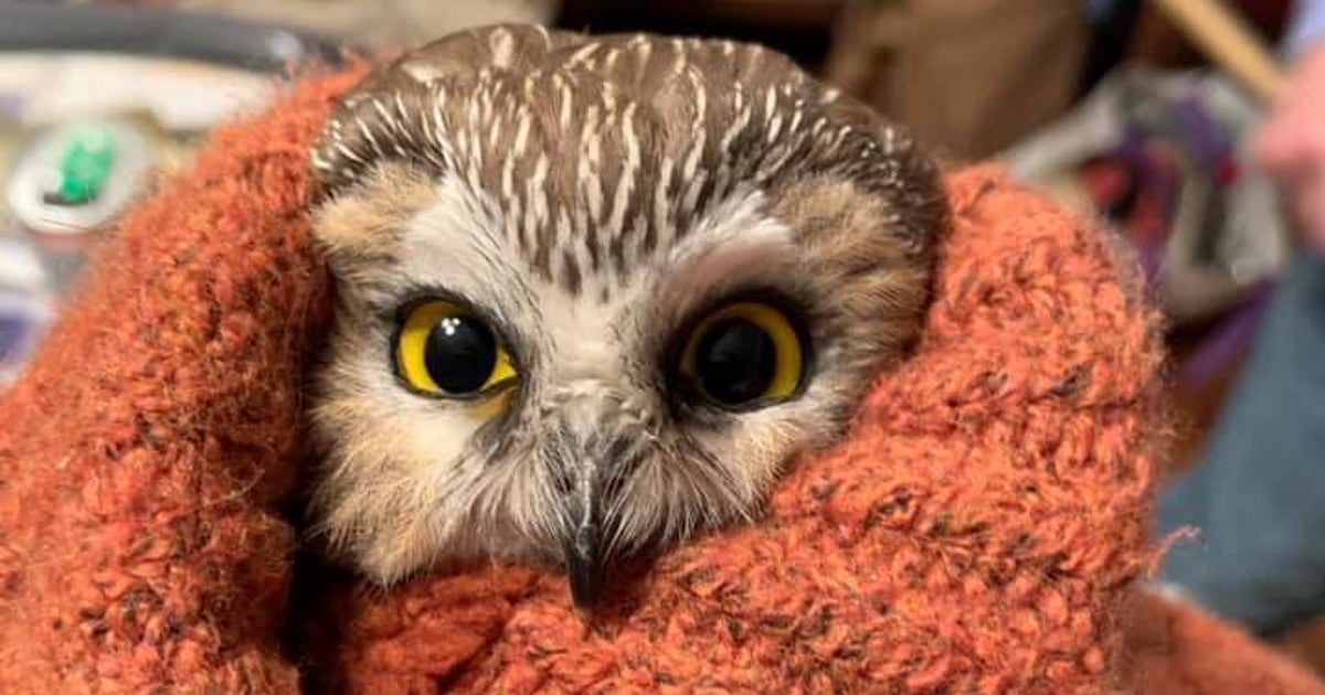 クリスマスツリーから小さなフクロウ見つかる Nyロックフェラーセンターで 作業員が保護 ハフポスト クリスマスツリーから小さなフクロウ見つかる Nyロックフェラーセンターで 作業員が保護 ハフポスト