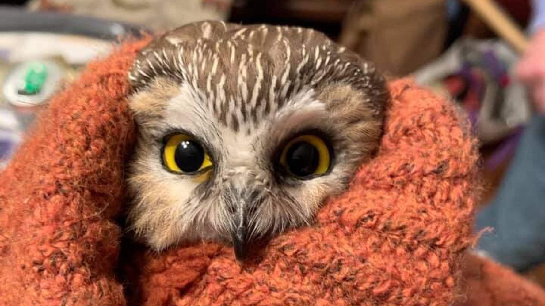 クリスマスツリーから小さなフクロウ見つかる Nyロックフェラーセンターで 作業員が保護 ハフポスト