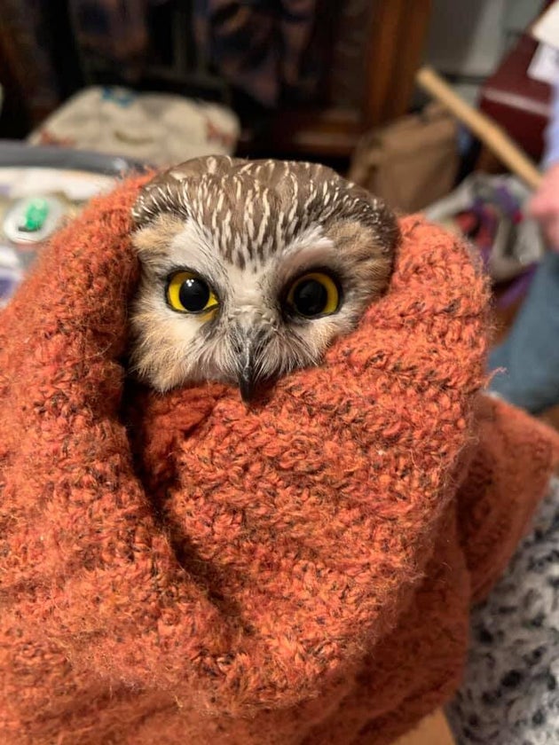 クリスマスツリーから小さなフクロウ見つかる Nyロックフェラーセンターで 作業員が保護 ハフポスト クリスマスツリーから小さなフクロウ見つかる Nyロックフェラーセンターで 作業員が保護 ハフポスト