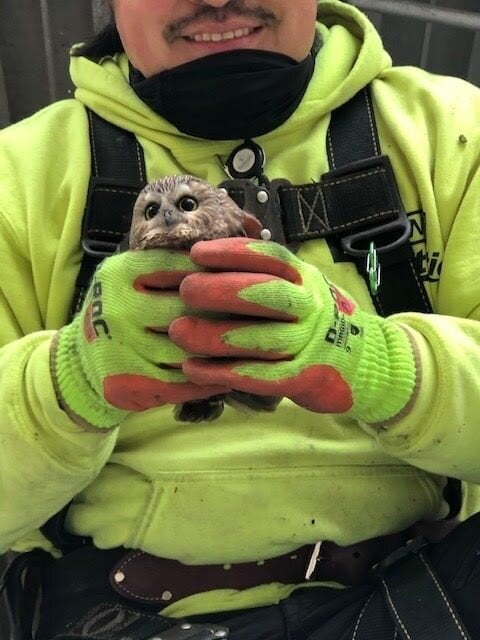 フクロウは、両手におさまるほどの大きさのようだ