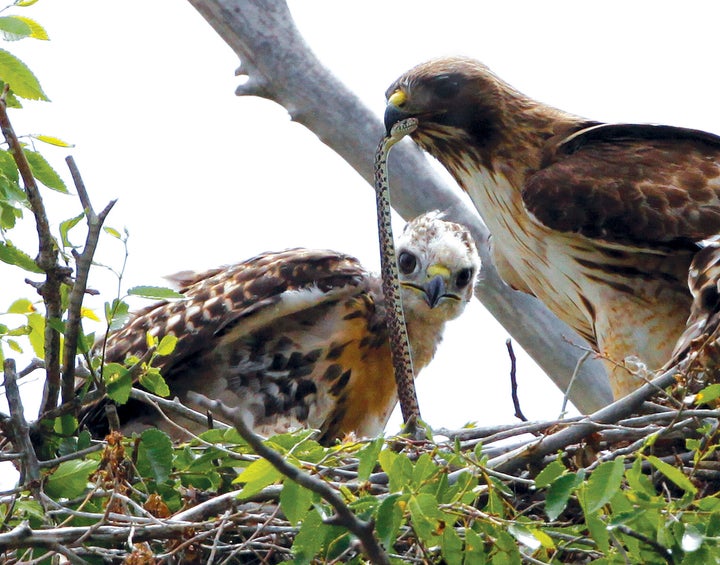 This June 5, 2009, file photo shows a Redtail hawk feeding a snake to one of her young ones nested at the Rocky Mountain Wildlife Refuge in Commerce City, Colo.