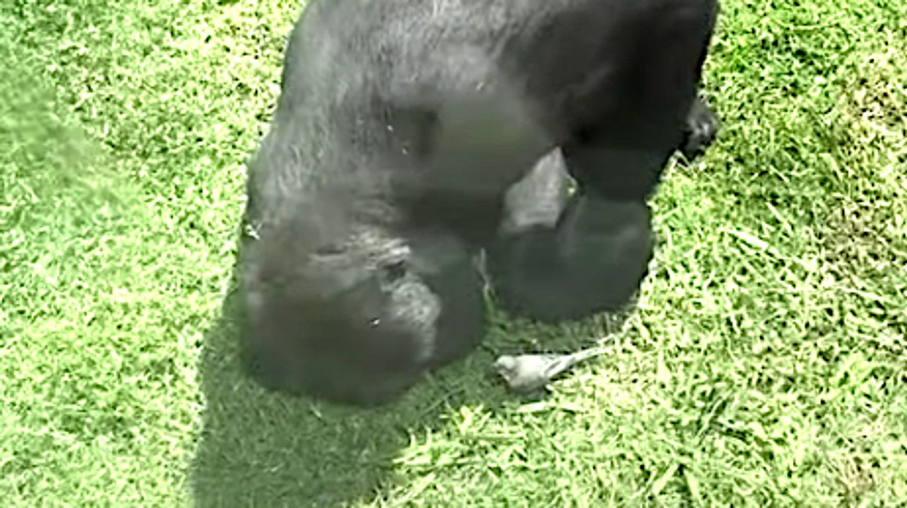 Gorilla Tends To Injured Bird In Heart-Melting Display Of Kindness