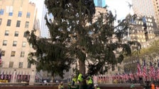 Not The Tree We Want, But The Tree We Deserve Not The Tree We Want, But The Tree We Deserve