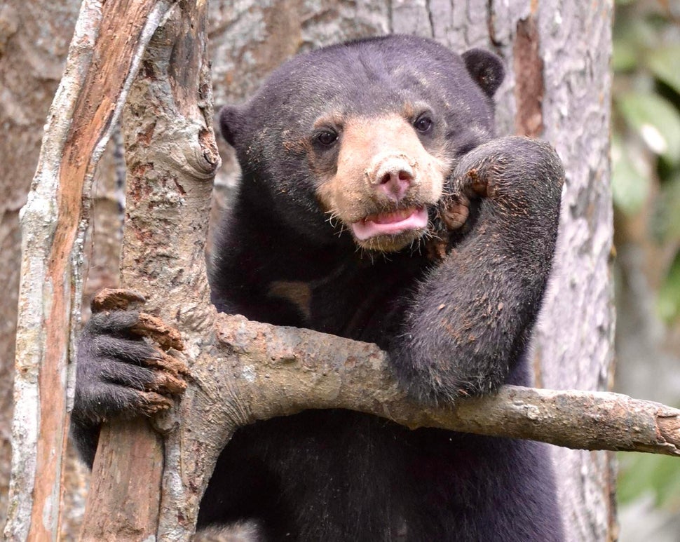 The Bornean Sun Bear Conservation Centre relies on revenue from foreign tourists to feed its 43 sun bears....