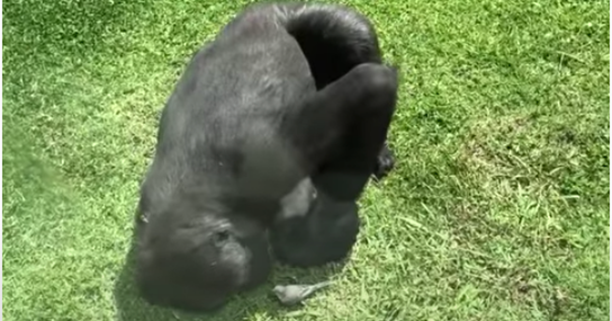 ゴリラの優しさに胸が熱くなる ケガした小鳥に添い寝 そっと手をさしのべる 動画 ハフポスト ゴリラの優しさに胸が熱くなる ケガした小鳥に添い寝 そっと手をさしのべる 動画 ハフポスト