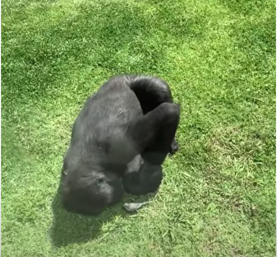 ゴリラの優しさに胸が熱くなる ケガした小鳥に添い寝 そっと手をさしのべる 動画 ハフポスト ゴリラの優しさに胸が熱くなる ケガした小鳥に添い寝 そっと手をさしのべる 動画 ハフポスト