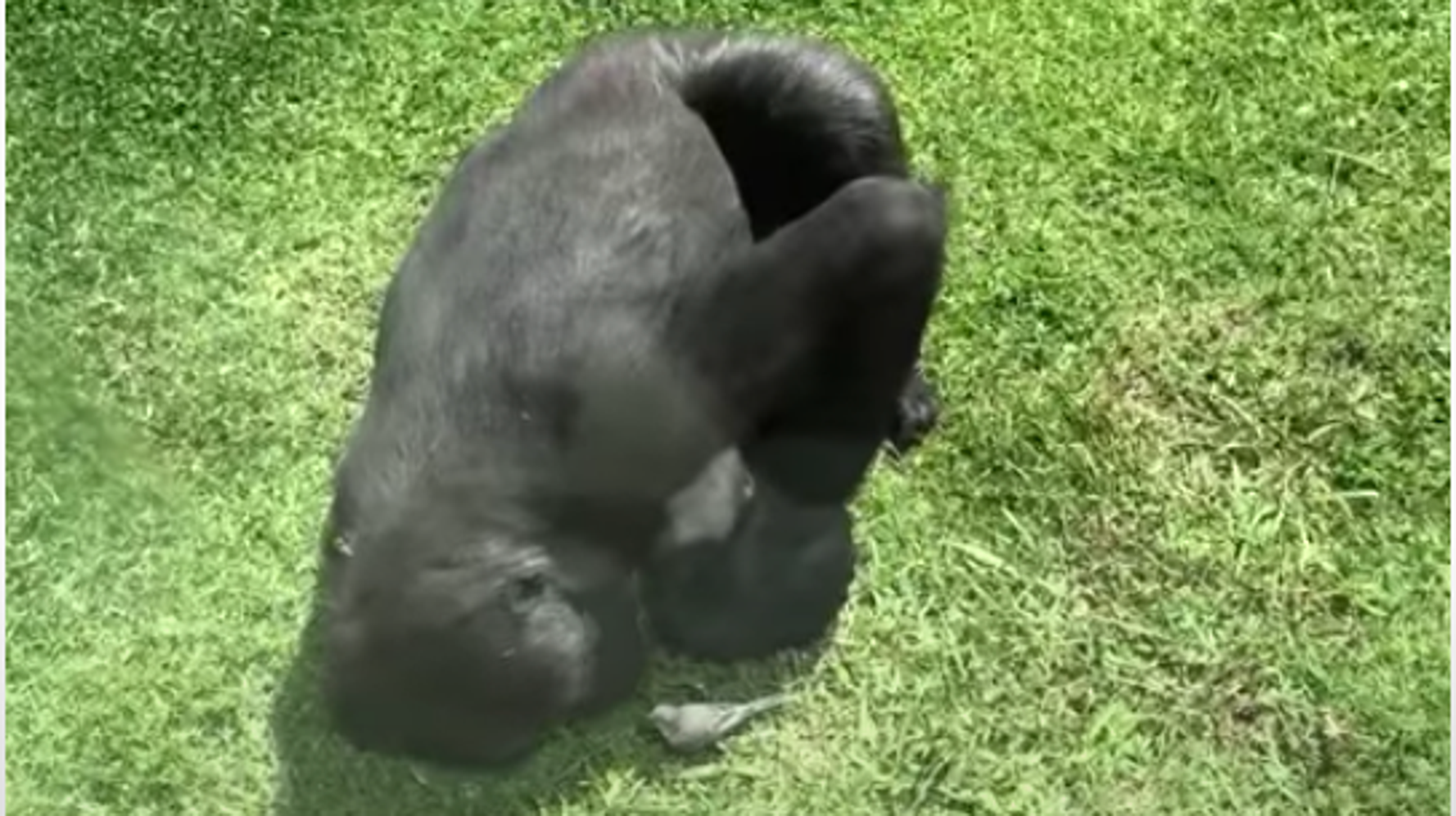 ゴリラの優しさに胸が熱くなる ケガした小鳥に添い寝 そっと手をさしのべる 動画 ハフポスト