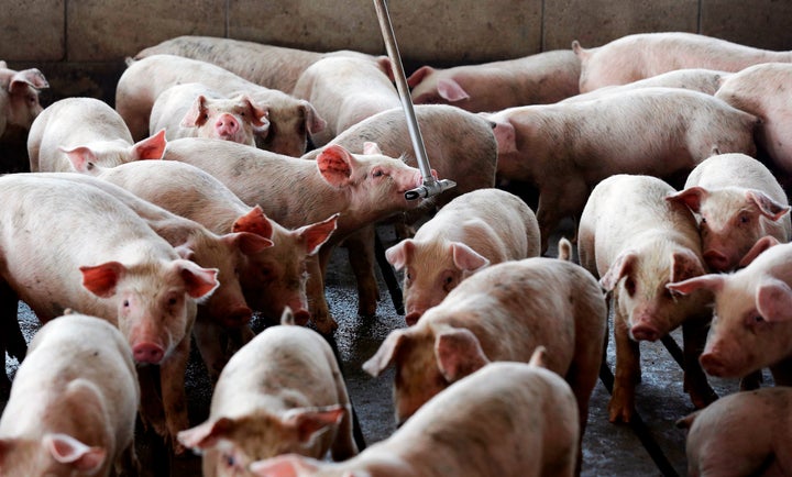 Young pigs owned by Smithfield Foods gather around a water source at a farm in Farmville, North Carolina in July 2017.