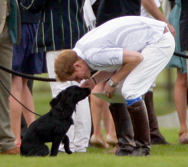 Prince Harry greets Lupo during a charity polo match.