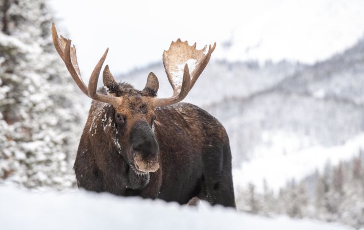 A moose in Jasper National Park, Alta. 