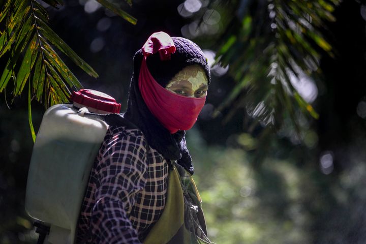 A female worker walks with a pesticide sprayer on her back at a palm oil plantation in Sumatra, Indonesia, Saturday, Sept. 8, 2018. Some workers use a yellow paste made of rice powder and a local root as a sunblock.