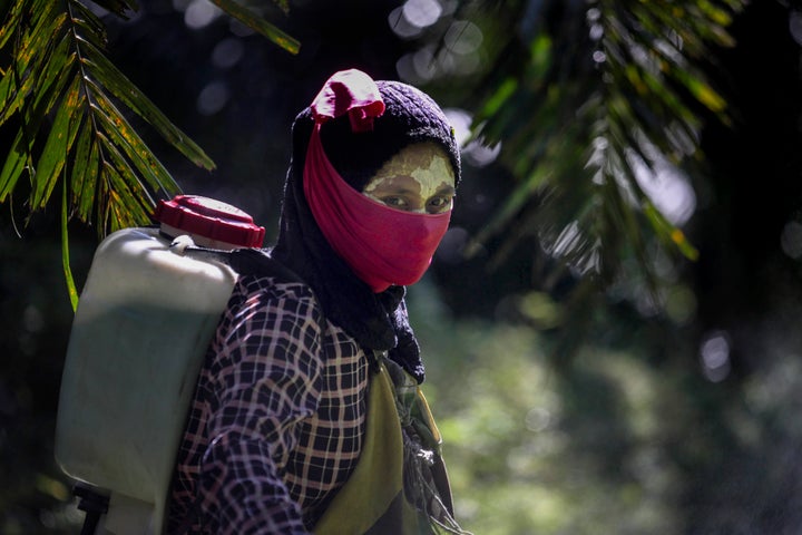 A female worker walks with a pesticide sprayer on her back at a palm oil plantation in Sumatra, Indonesia, Saturday, Sept. 8, 2018. Some workers use a yellow paste made of rice powder and a local root as a sunblock.