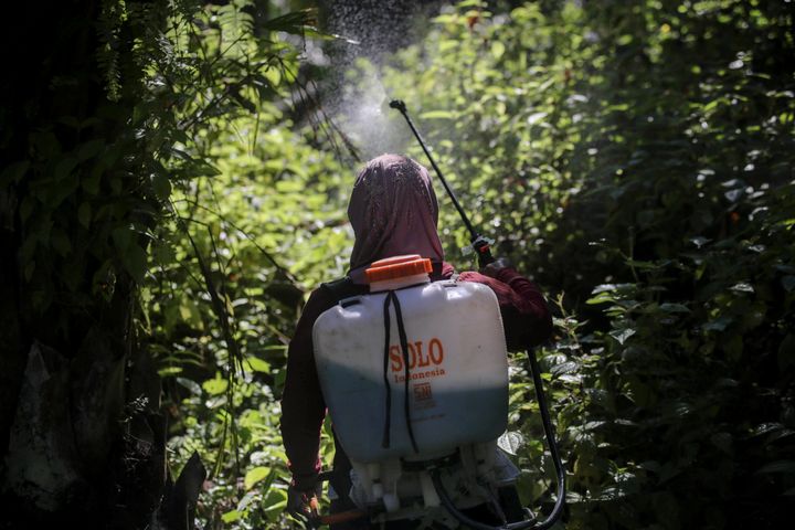 A female worker sprays herbicide in a palm oil plantation in Sumatra, Indonesia, on Saturday, Sept. 8, 2018. Many women are hired by subcontractors on a day-to-day basis without benefits, performing the same jobs for the same companies for years and even decades. They often work without pay to help their husbands meet otherwise impossible daily quotas.