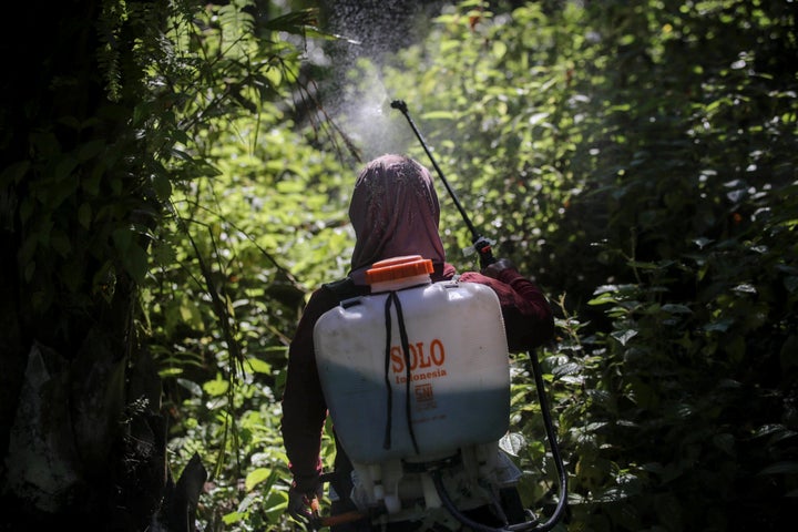 A female worker sprays herbicide in a palm oil plantation in Sumatra, Indonesia, on Saturday, Sept. 8, 2018. Many women are hired by subcontractors on a day-to-day basis without benefits, performing the same jobs for the same companies for years and even decades. They often work without pay to help their husbands meet otherwise impossible daily quotas.