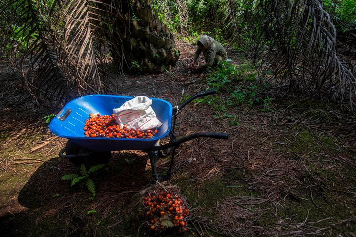 A woman collects palm kernels from the ground at a palm oil plantation in Sumatra, Indonesia, Wednesday, Feb. 21, 2018. Some female workers in palm oil plantations suffer from collapsed uteruses, called fallen womb, caused by the weakening of the pelvic floor from repeatedly squatting and carrying overweight loads. 