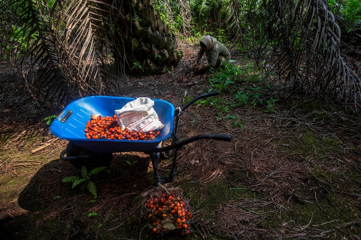 A woman collects palm kernels from the ground at a palm oil plantation in Sumatra, Indonesia, Wednesday, Feb. 21, 2018. Some female workers in palm oil plantations suffer from collapsed uteruses, called fallen womb, caused by the weakening of the pelvic floor from repeatedly squatting and carrying overweight loads.