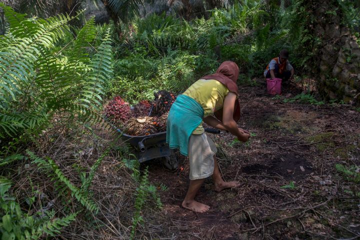 A woman helps load palm oil fruit into a wheelbarrow, navigating barefoot through the rough jungle floor in Sumatra, Indonesia, Wednesday, Feb. 21, 2018. Women are often "casual" workers, hired day to day, with their jobs and pay never guaranteed. Men receive nearly all the full-time permanent positions, harvesting the heavy, spiky fruit bunches and working in processing mills.