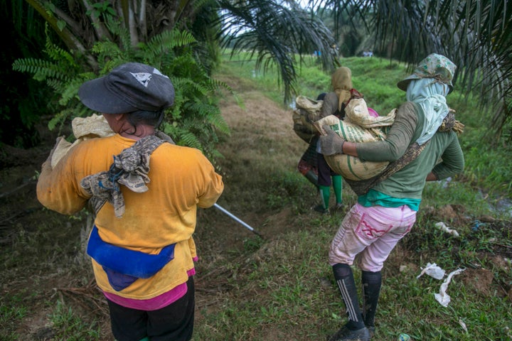 Female workers carry heavy loads of fertilizer at a palm oil plantation in Sumatra, Indonesia, Tuesday, Nov. 14, 2017. Some women spread up to 880 pounds of fertilizer, nearly a half-ton, over the course of a day.
