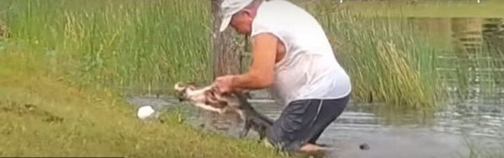 Η ώρα της διάσωσης του τριών μηνών σκυλιού από τα δόντια αλιγάτορα στην Φλόριντα. 