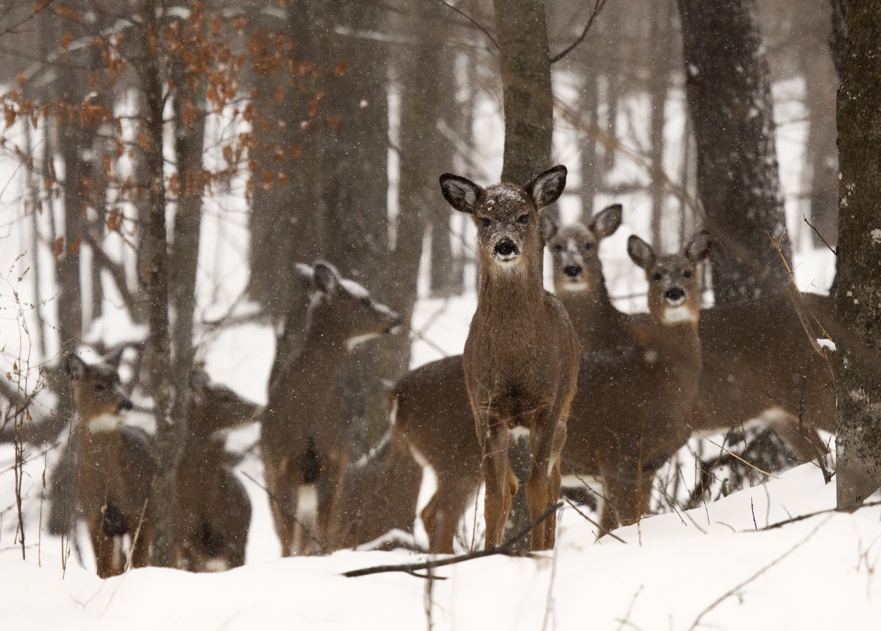 See The Amazing Deer That Wisconsin Wants Hunters To Avoid | HuffPost ...