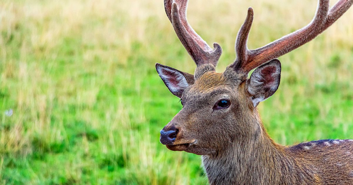 Czech Hunter Reports Rifle-Stealing Deer To Police