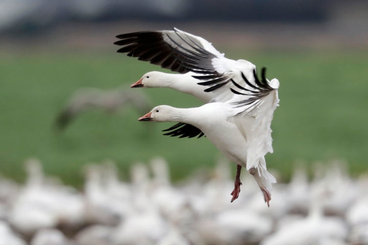 A pair of snow geese land among thousands of others on a field at their winter grounds in the Skagit Valley, near Conway, Washington.