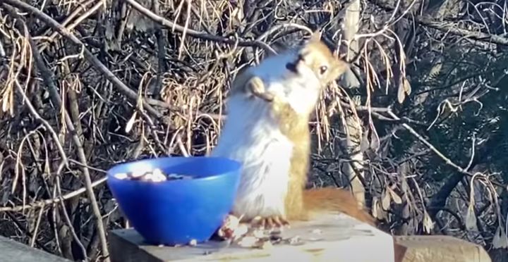 おやつを食べた後に酔っぱらいみたいな動きを見せるリス