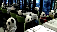 German Restaurant Protests Pandemic Lockdowns With Stuffed Pandas 2 5fbeb8652300006909400843