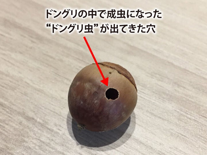 “ドングリ虫”が出てきた穴