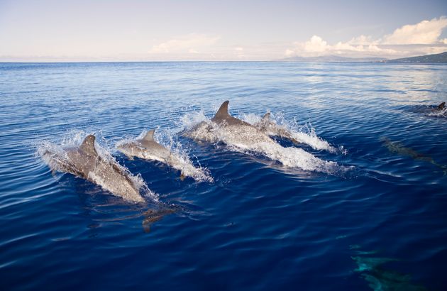 Des dauphins photographiés vers les côtes portugaises. (Photographie de Reinhard Dirscherl...