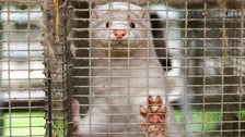 Minks Culled Over COVID-19 Fears Are Rising From Their Mass Graves Minks Culled Over COVID-19 Fears Are Rising From Their Mass Graves