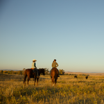 Looking Ahead At The Future Of Beef With A Canadian Ranching