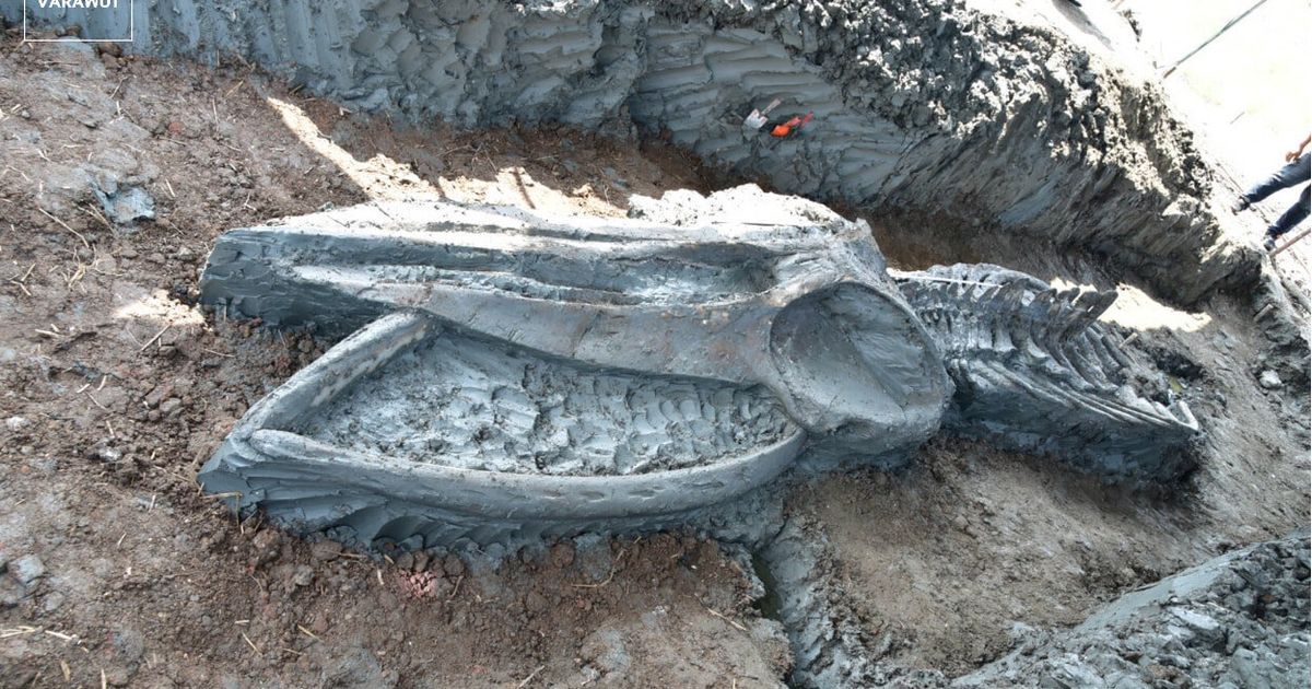 3000年以上前のクジラの骨、タイで発見。ほぼ完全な状態は「珍しい」（画像集）