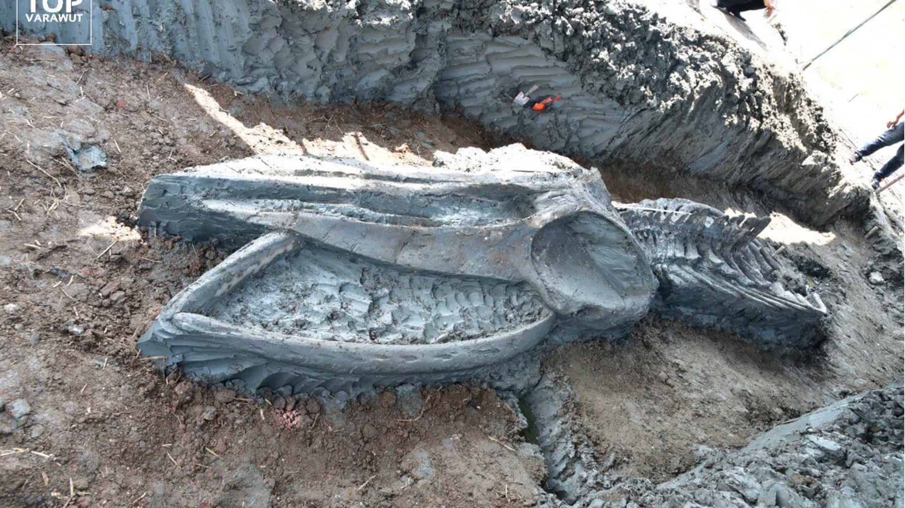 3000年以上前のクジラの骨 タイで発見 ほぼ完全な状態は 珍しい 画像集 ハフポスト