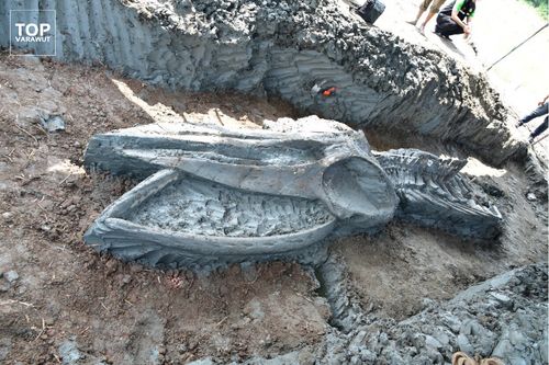 3000年以上前のクジラの骨、タイで発見。ほぼ完全な状態は「珍しい」（画像集） | ハフポスト NEWS