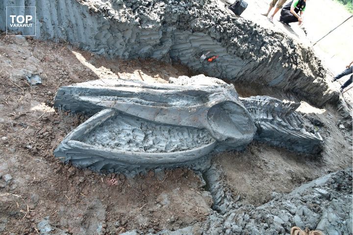 タイで見つかったクジラの骨