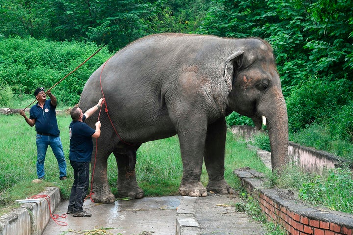 Veterinarians of Four Paws International measure Kaavan, the elephant slated to be moved to a sanctuary in Cambodia after it became the subject of a high-profile rights campaign backed by Cher, at the Marghazar Zoo, in Islamabad on Sept. 4.