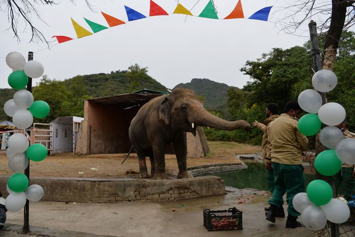 A caretaker feeds Kaavan during his farewell ceremony on Nov. 23, before he travels to a sanctuary in Cambodia later this month.