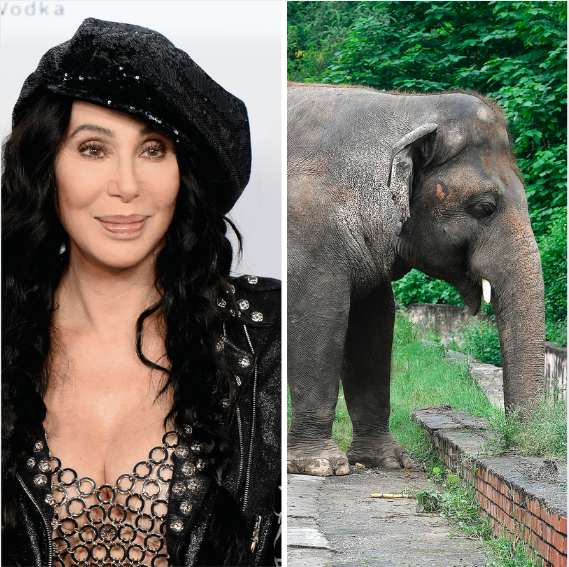 How Singer Cher Is Helping Kaavan, The ‘World’s Loneliest Elephant’