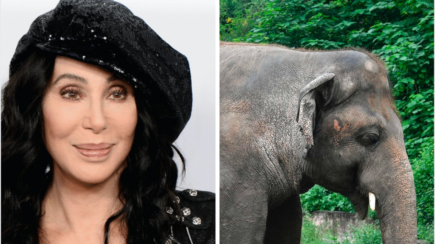 How Singer Cher Is Helping Kaavan, The 'World's Loneliest Elephant'
