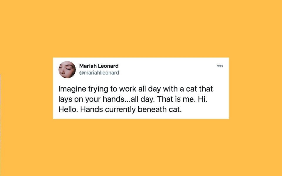 28 Of The Funniest Tweets About Cats And Dogs This Week (Nov. 21-27 ...