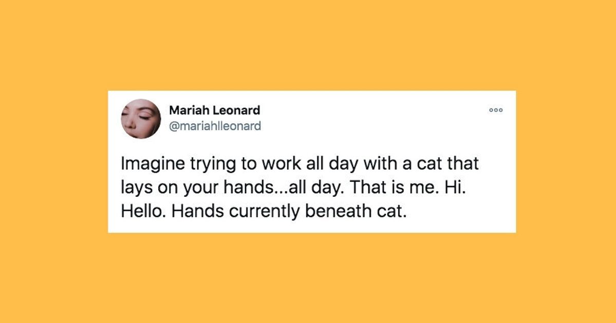 28 Of The Funniest Tweets About Cats And Dogs This Week (Nov. 21-27) | HuffPost UK