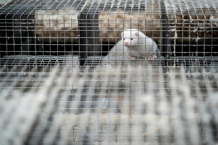 デンマークの農場で飼育されるミンク