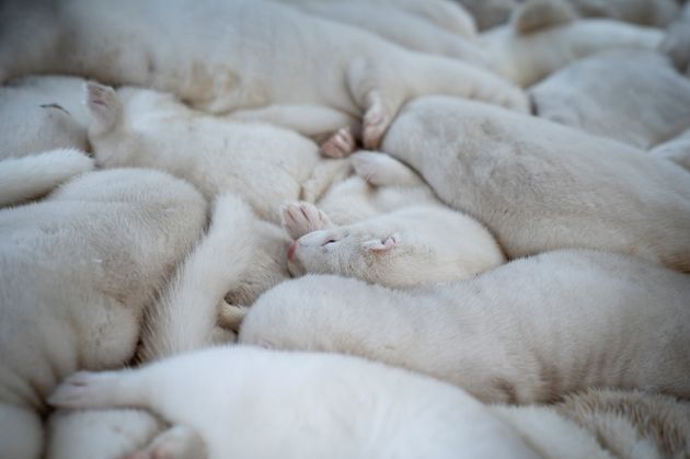 ミンク1000万匹殺処分の現実 世界最大の毛皮オークションは廃業へ ハフポスト
