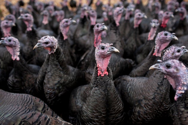 Gripe aviar en granja de pavos ha brotado en Reino Unido.