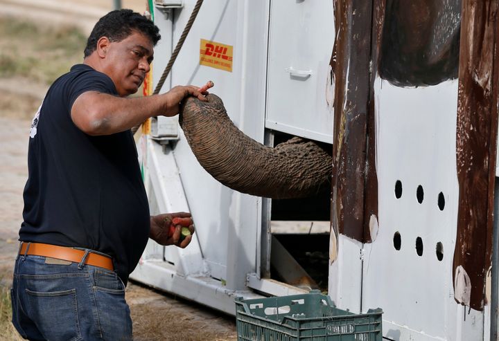 Dr. Amir Khalil, a veterinarian from the international animal welfare organization Four Paws, feeds Kaavan. The elephant was loaded into a transportation crate on Sunday in Islamabad, Pakistan.