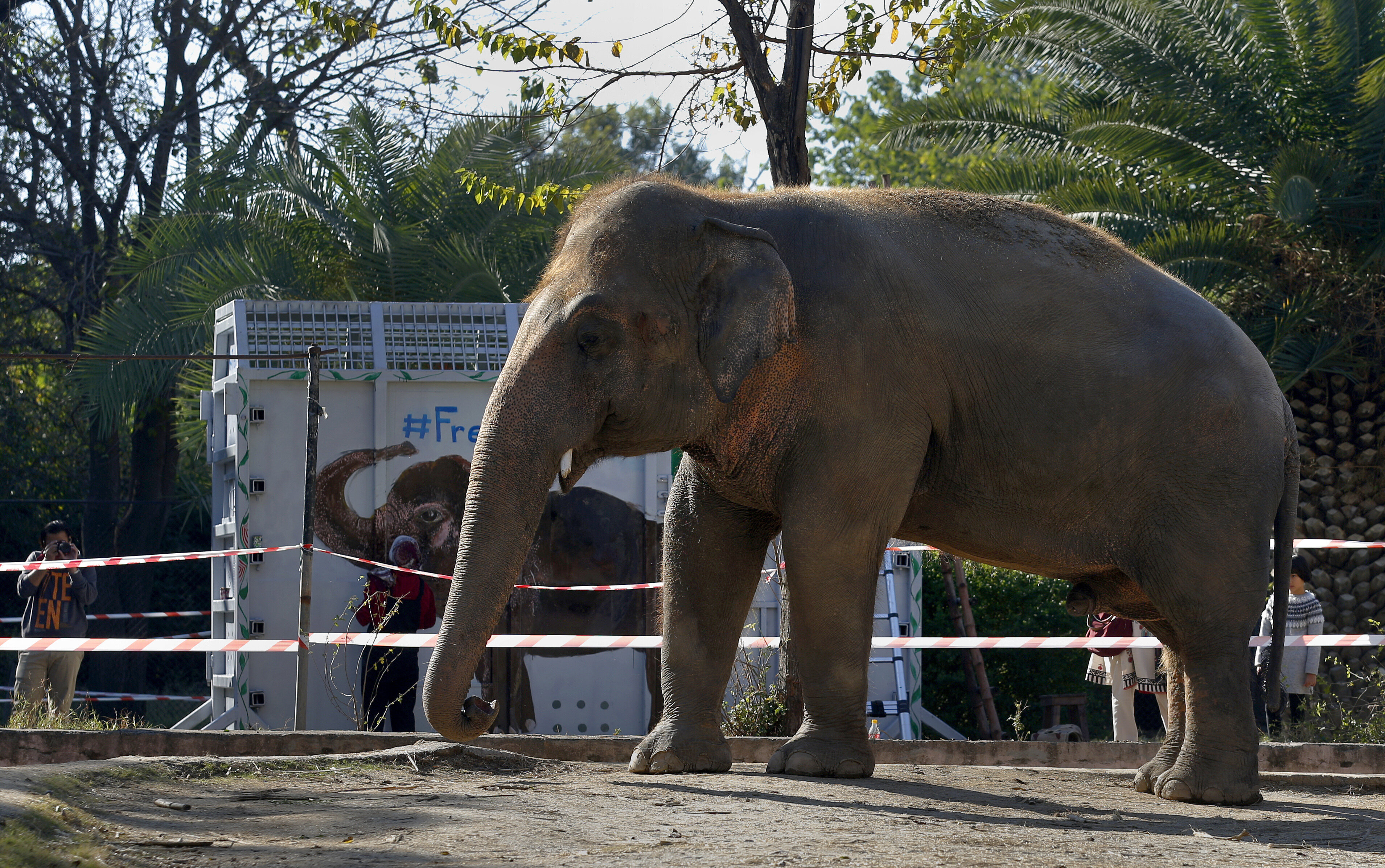 'World's Loneliest Elephant' Kaavan Starts Trip To Cambodia Sanctuary ...