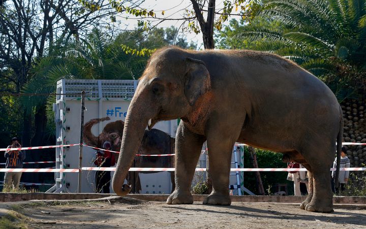 Kaavan is seen before guided into the crate, which will transport him to a sanctuary in Cambodia.