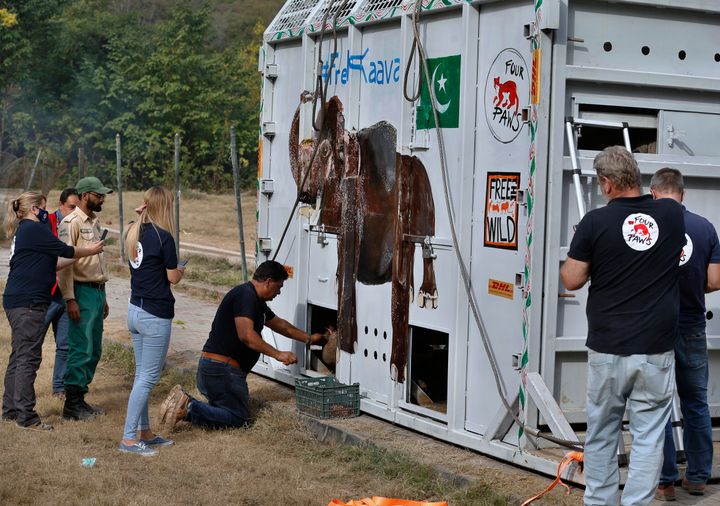 Dr. Khalil feeds Kaavan ahead of his incredible journey to Cambodia.