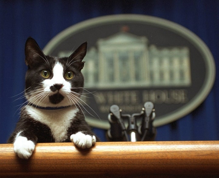 Socks the cat peers over the podium in the White House briefing room in Washington during the Clinton presidency in 1994.